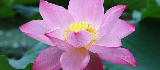 C'est une journée ou tout est possible amors lisez votre horoscope hebdo chinois