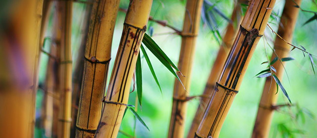 Ne cherchez plus: votre horoscope quotidien chinois vous dit tout!