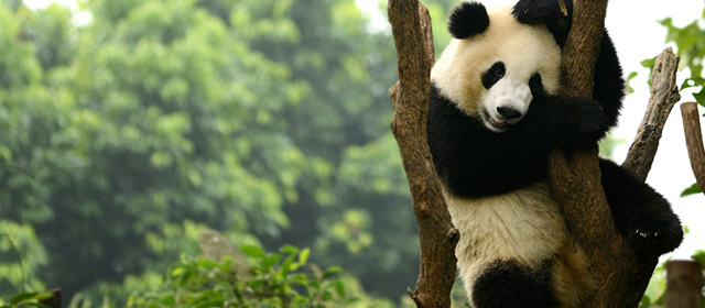 Découvrez nos prévisions chinoises en amour, argent, forme, travail, famille, vie-sociale pour ce 20 Février!