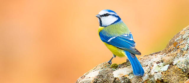 Laissez-vous séduire par l'horoscope quotidien chinois : un horoscope de ce 25 Février à vos couleurs!