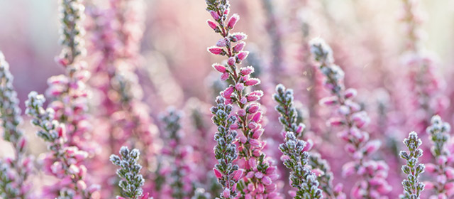 Tous les jours, consultez votre horoscope chinois, disponible ICI et gratuit pour ce dimanche 26 Octobre!